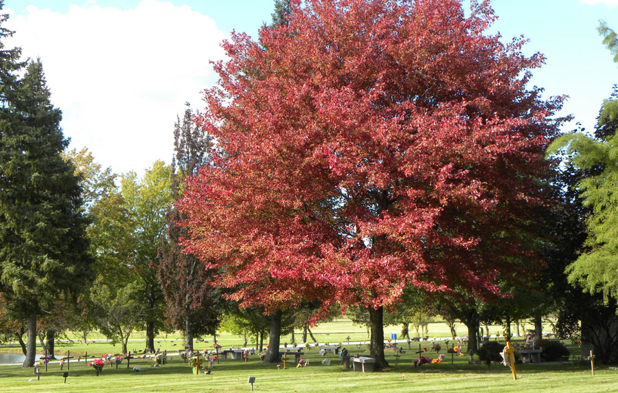 fullbody | Hope Memorial Gardens | Cleveland area Cemetery